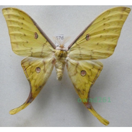 Actias sinensis (Walker, 1855) male ex. ovo Taiwan 97mm57d
